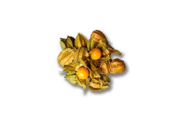 Physalis (mochyně)